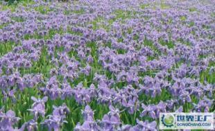 優(yōu)質(zhì)綠化花卉苗木 德國鳶尾的魅力與價值