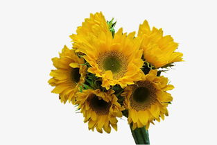 新鮮向日葵花朵高清素材免費下載 千庫網(wǎng)圖片編號5044136