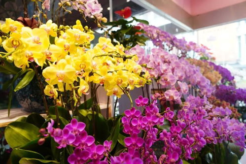 閔行兩大花卉市場 高端平價(jià)款花植與鮮果一站式體驗(yàn)