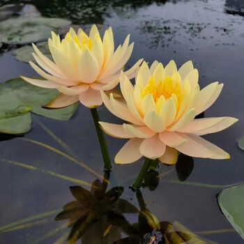 24款高中低檔水生花卉東分檔排行 從入門到專業(yè)，打造靈動(dòng)水景