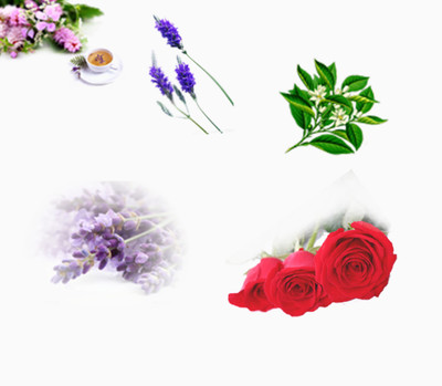 探尋自然之美 從花卉到水果的數(shù)字藝術(shù)寶藏