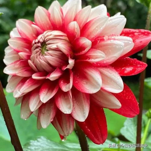 精品大麗花 花開雙色，爭奇斗艷的視覺盛宴